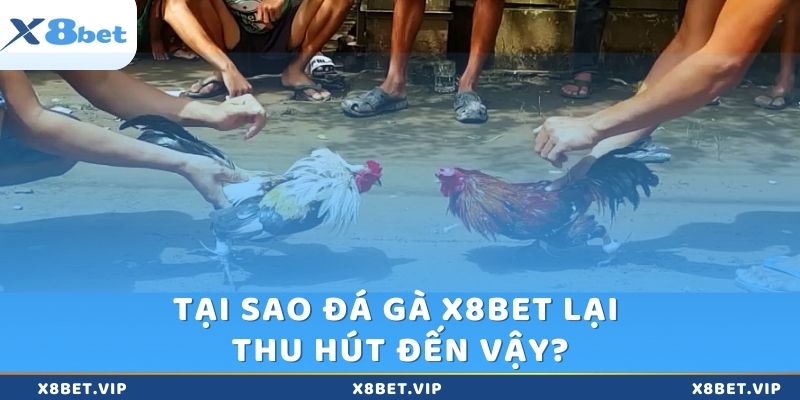 Lý do đá gà được nhiều kê thủ tham gia